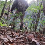 エアライフル【バードハンティング】カモ撃ち：私がネックを狙う理由