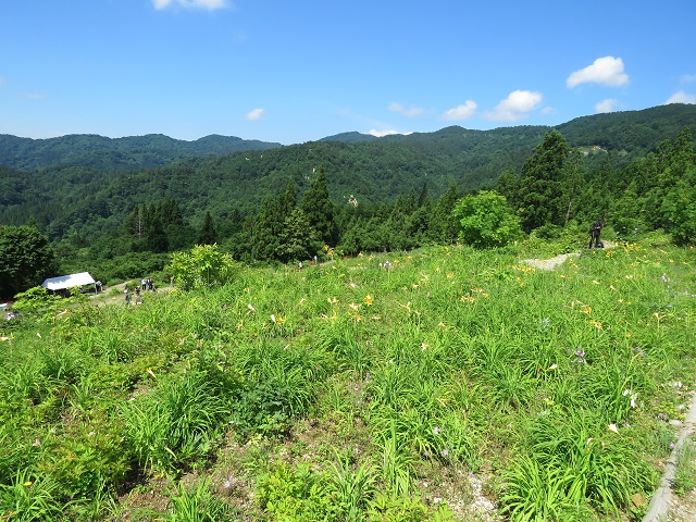 【白山高山植物園(石川県）】：白山に登らなくても高山植物を見ることが出来る場所：6月1日(土）から7月15日(月）まで【2024年度(予定)】